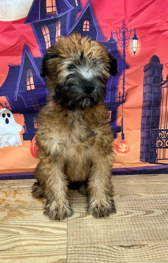 Soft Coated Wheaten Terrier-DOG-Male-Wheaten-6626-Petland Pensacola, Florida