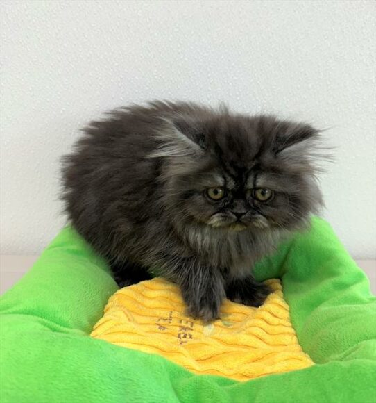 Persian-KITTEN-Female-Black Smoke-6628-Petland Pensacola, Florida