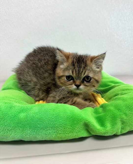 Exotic-KITTEN-Male-Brown Mackeral Tabby-6629-Petland Pensacola, Florida