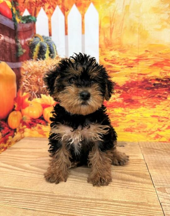 Yorkie-Poo DOG Female Black 6630 Petland Pensacola, Florida