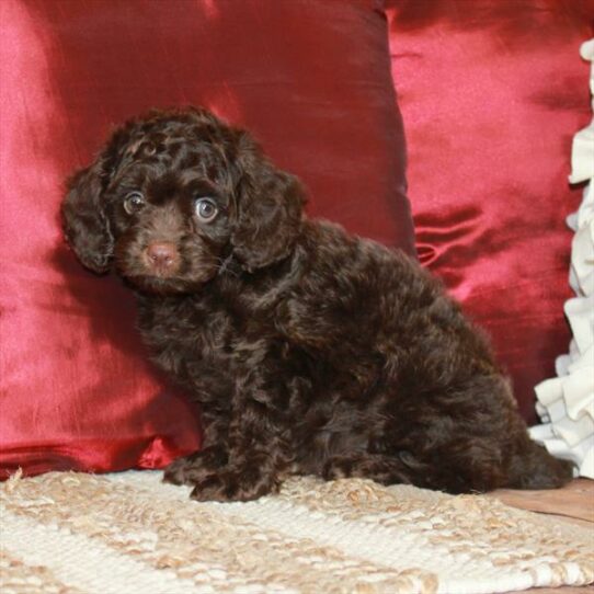 Cavapoo-DOG-Male-Chocolate-6632-Petland Pensacola, Florida