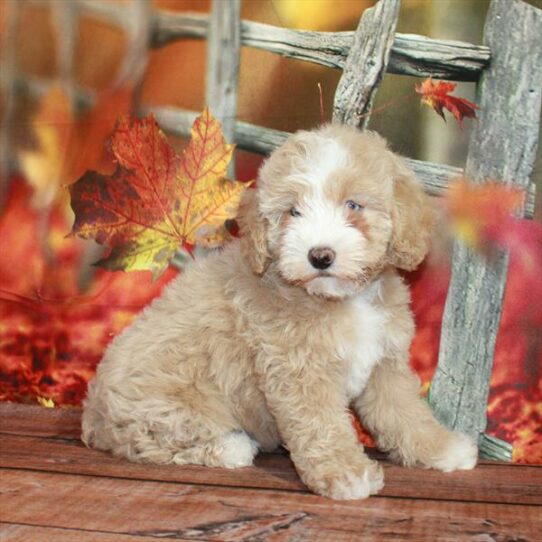 Schnoodle-DOG-Female-Apricot-6633-Petland Pensacola, Florida