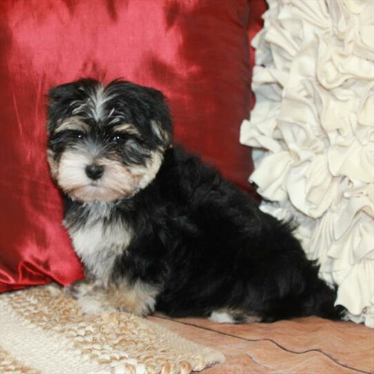 Morkie-DOG-Male-Black / Tan-6634-Petland Pensacola, Florida