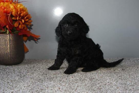 Goldendoodle Mini 2nd Gen DOG Female Black 6646 Petland Pensacola, Florida