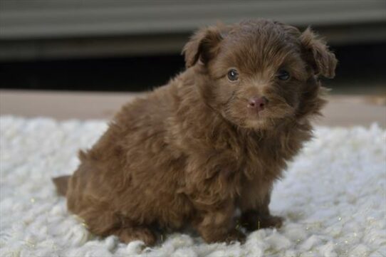 Pom-A-Poo-DOG-Male-Chocolate-6647-Petland Pensacola, Florida