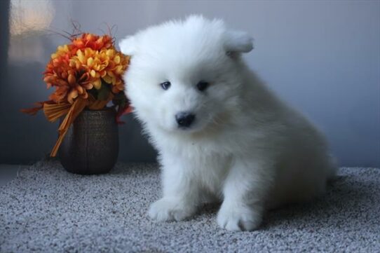 Samoyed DOG Female White 6651 Petland Pensacola, Florida