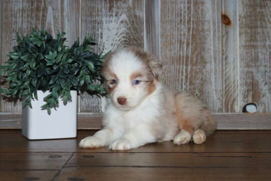 Australian Shepherd DOG Male Red Merle 6653 Petland Pensacola, Florida