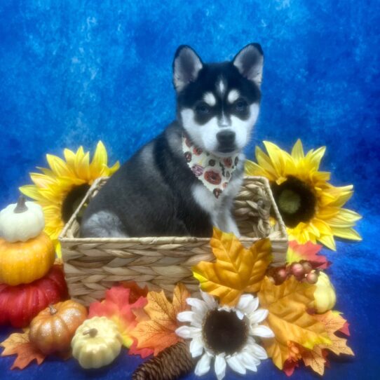 Alaskan Klee Kai-DOG-Male-Black / White-6652-Petland Pensacola, Florida