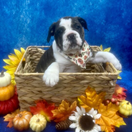 Victorian Bulldog-DOG-Female-Brown / White-6649-Petland Pensacola, Florida