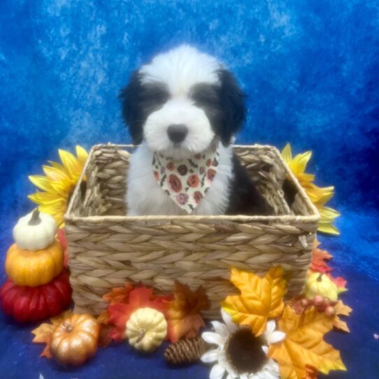 Old English Sheepdog-DOG-Female-Black / White-6608-Petland Pensacola, Florida