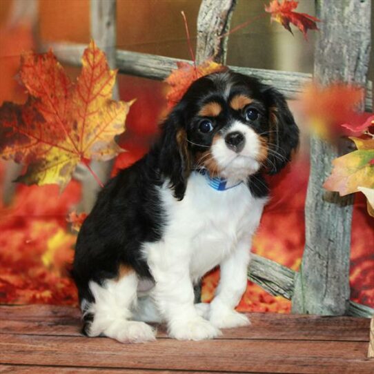 Cavalier King Charles Spaniel-DOG-Female-White Black / Tan-6664-Petland Pensacola, Florida