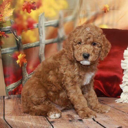 Bernedoodle DOG Male Red 6667 Petland Pensacola, Florida