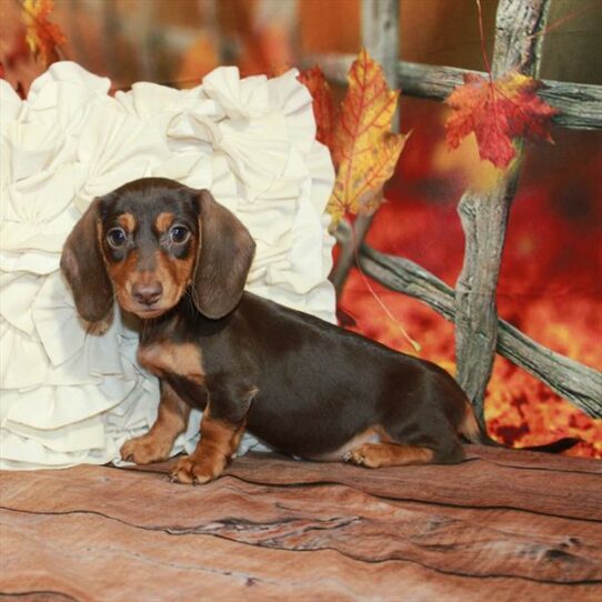 Dachshund-DOG-Female-Chocolate / Tan-6668-Petland Pensacola, Florida