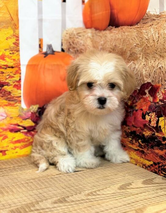 Lhasa-Poo-DOG-Female-Cream-6673-Petland Pensacola, Florida