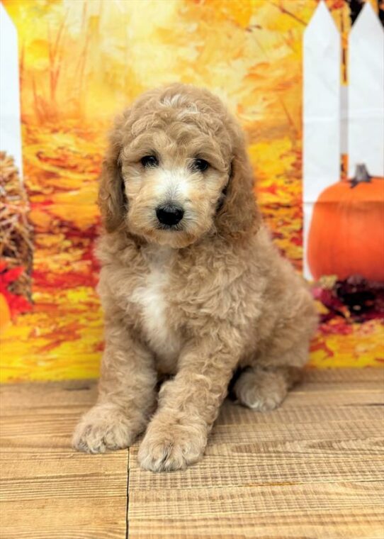 Poodle-DOG-Male-Apricot-6674-Petland Pensacola, Florida