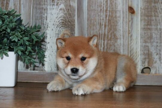 Shiba Inu-DOG-Male-Red-6679-Petland Pensacola, Florida