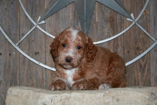 Goldendoodle Mini 2nd Gen DOG Male Red 6680 Petland Pensacola, Florida