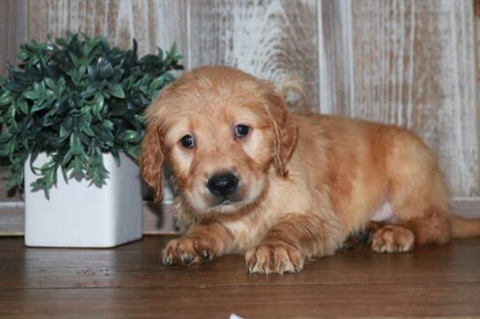 Golden Retriever DOG Male Red 6681 Petland Pensacola, Florida