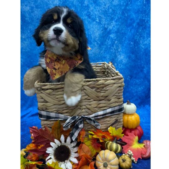 Bernese Mountain Dog DOG Female Black White / Tan 6665 Petland Pensacola, Florida