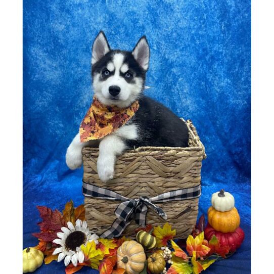 Siberian Husky-DOG-Female-Black / White-6683-Petland Pensacola, Florida