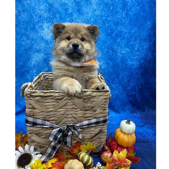 Chow Chow-DOG-Female-Cinnamon-6670-Petland Pensacola, Florida