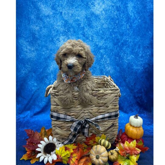 Goldendoodle 2nd  Gen DOG Male Red / White 6682 Petland Pensacola, Florida