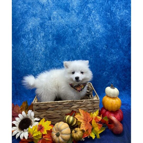 American Eskimo Dog DOG Female White 6676 Petland Pensacola, Florida