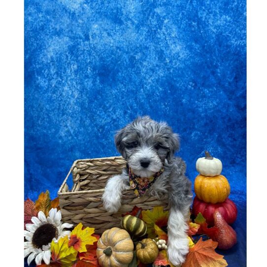 Mini Aussiedoodle-DOG-Female-Blue Merle-6678-Petland Pensacola, Florida