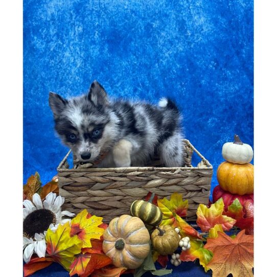 Pomsky 2nd Gen DOG Female Blue Merle 6677 Petland Pensacola, Florida