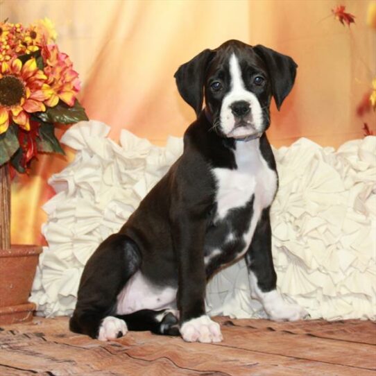 Boxer DOG Female Black 6701 Petland Pensacola, Florida