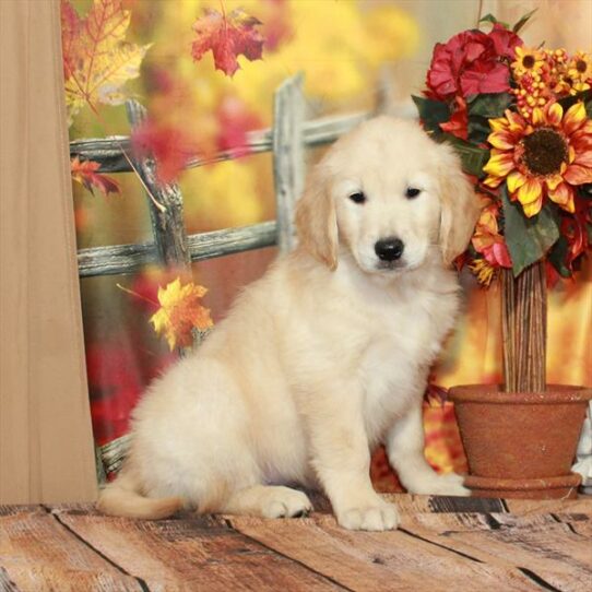 Golden Retriever DOG Female Light Golden 6702 Petland Pensacola, Florida