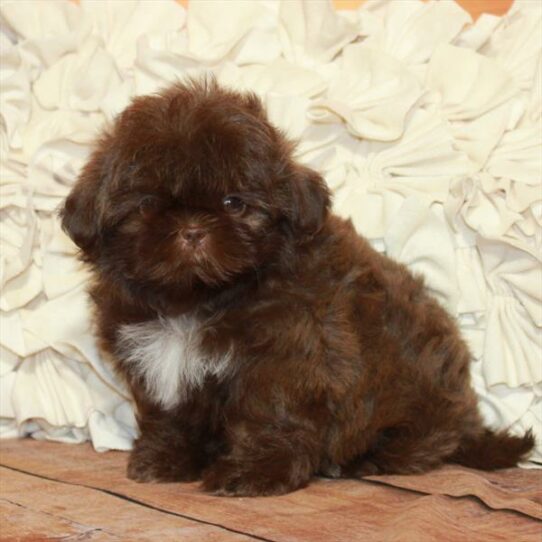 Shih Tzu-DOG-Male-Chocolate-6703-Petland Pensacola, Florida