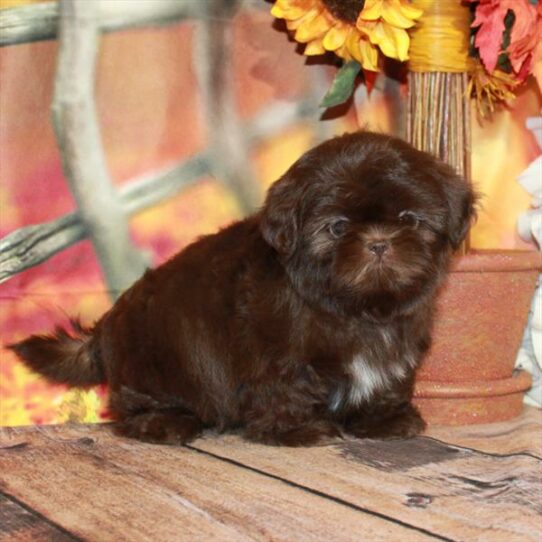 Shih Tzu DOG Female Chocolate 6704 Petland Pensacola, Florida