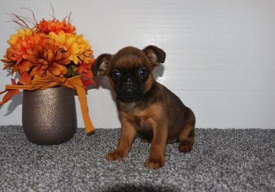 Brussels Griffon-DOG-Female-Wheaten-6713-Petland Pensacola, Florida