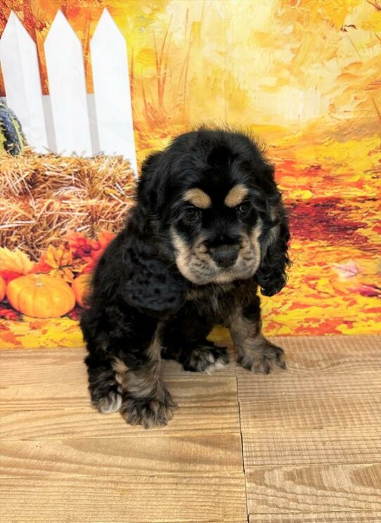 Cocker Spaniel DOG Female Black / Tan 6671 Petland Pensacola, Florida