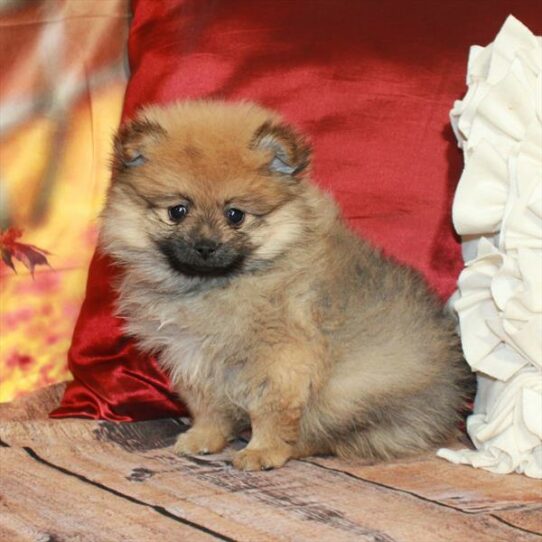 Pomeranian-DOG-Male-Red-6698-Petland Pensacola, Florida