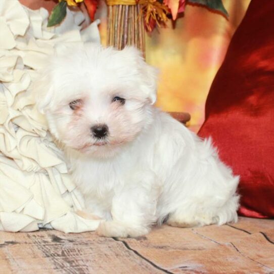 Maltese DOG Male White 6699 Petland Pensacola, Florida