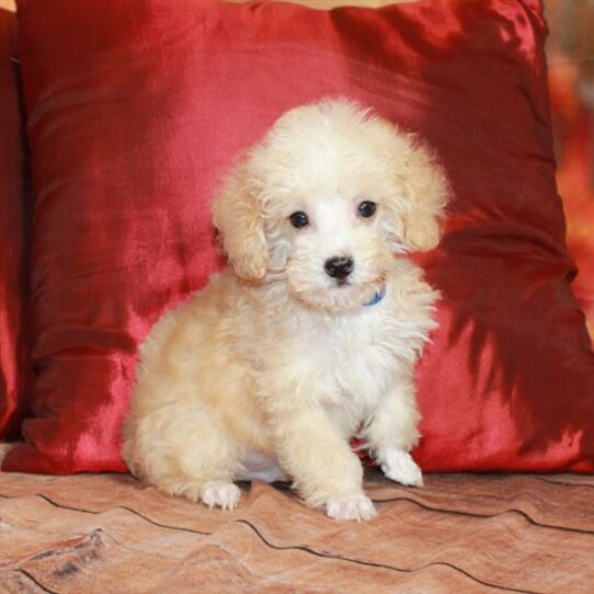 Poodle DOG Male Apricot 6700 Petland Pensacola, Florida