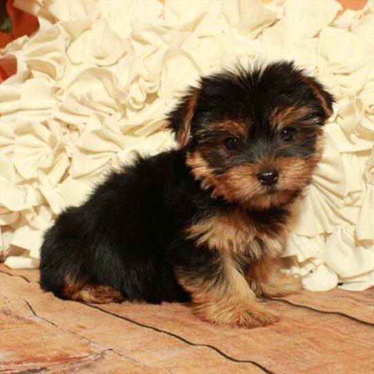 Yorkshire Terrier DOG Female Black / Tan 6705 Petland Pensacola, Florida