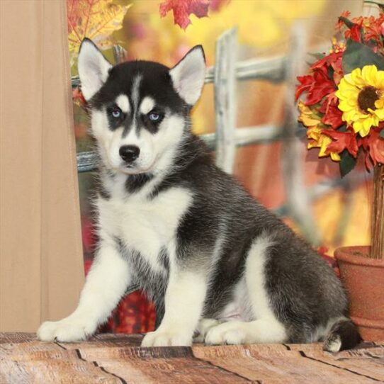 Siberian Husky DOG Male Black / White 6706 Petland Pensacola, Florida