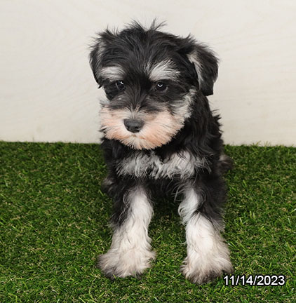 Mini Schnauzer-DOG-Male-Black / Silver-6707-Petland Pensacola, Florida