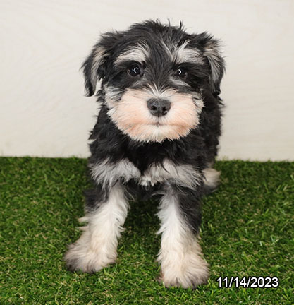 Mini Schnauzer-DOG-Male-Black / Silver-6708-Petland Pensacola, Florida