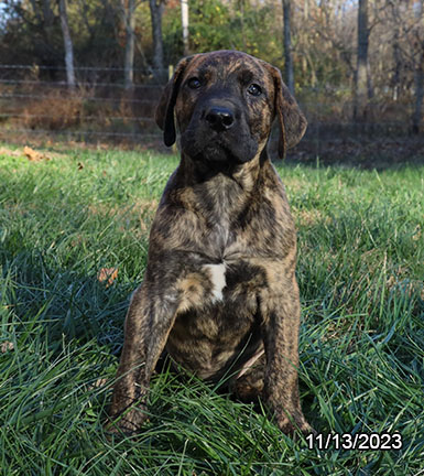 Great Dane-DOG-Female-Brindle-6709-Petland Pensacola, Florida