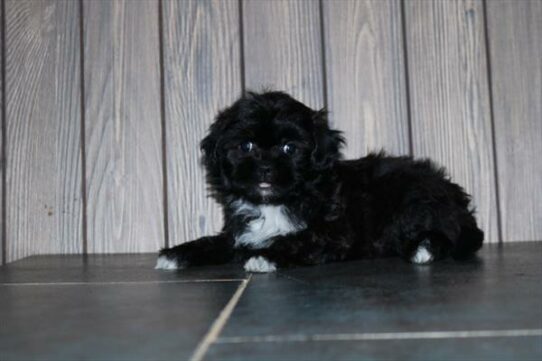 Shipoo-DOG-Female-Black-6710-Petland Pensacola, Florida