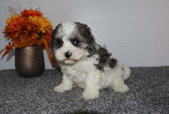 Cavapoo F2-DOG-Female-Blue Merle-6711-Petland Pensacola, Florida