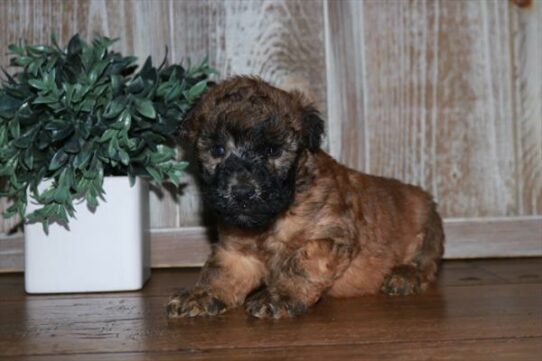 Soft Coated Wheaten Terrier-DOG-Female-Wheaten-6714-Petland Pensacola, Florida