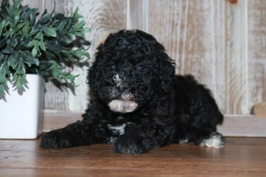 Whoodle-DOG-Female-Black / White-6715-Petland Pensacola, Florida