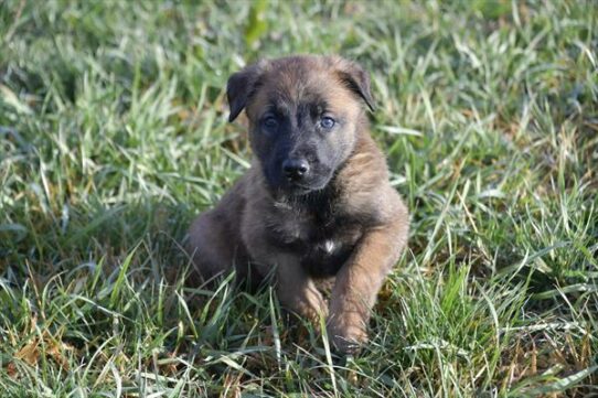 Belgian Malinois-DOG-Male-Fawn Sable-6716-Petland Pensacola, Florida