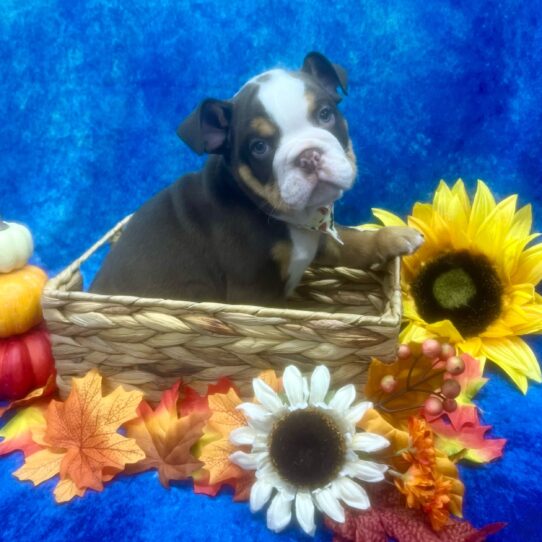 English Bulldog DOG Male Chocolate Tri 6734 Petland Pensacola, Florida