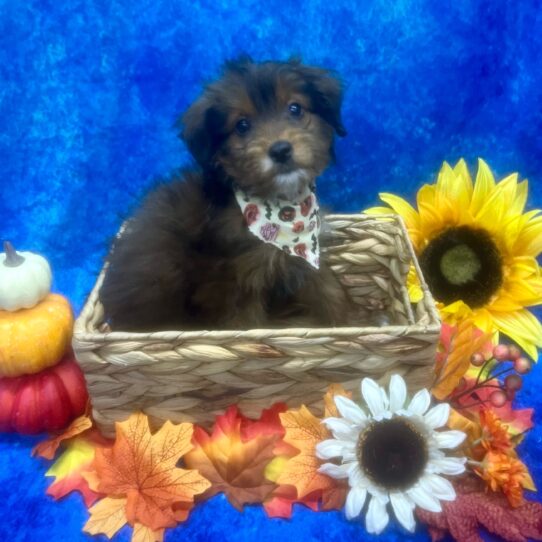 Aussiedoodle DOG Female Sable 6733 Petland Pensacola, Florida